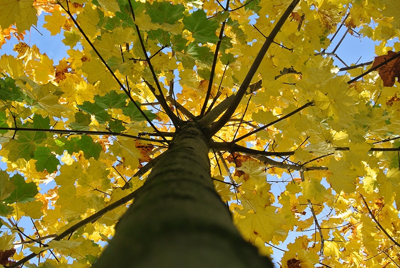 Jonge Noorse Esdoorn 'Eurostar' | Hoogstam