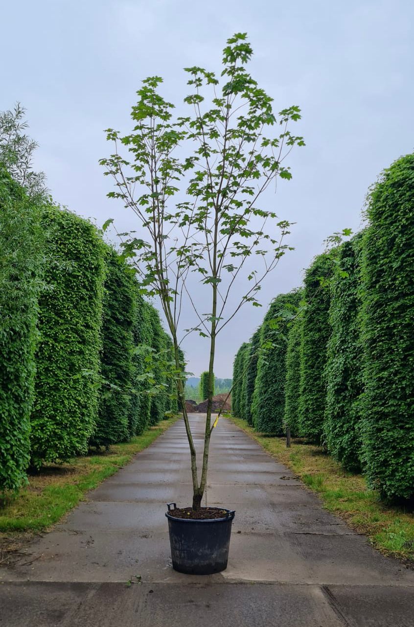 noorse-esdoorn-eurostar- Jonge Noorse esdoorn | Meerstammig