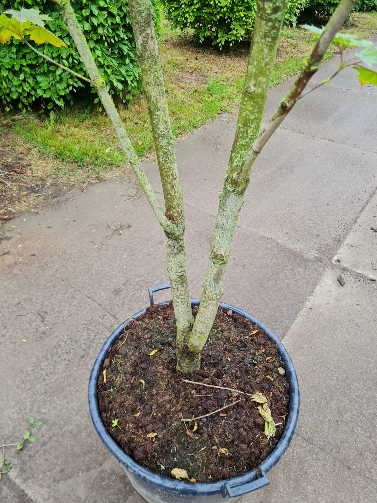 noorse-esdoorn-eurostar- Jonge Noorse esdoorn | Meerstammig