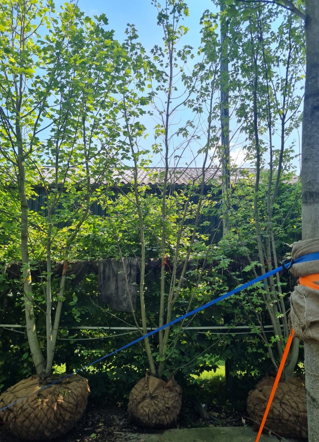 noorse-esdoorn-eurostar- Jonge Noorse esdoorn | Meerstammig