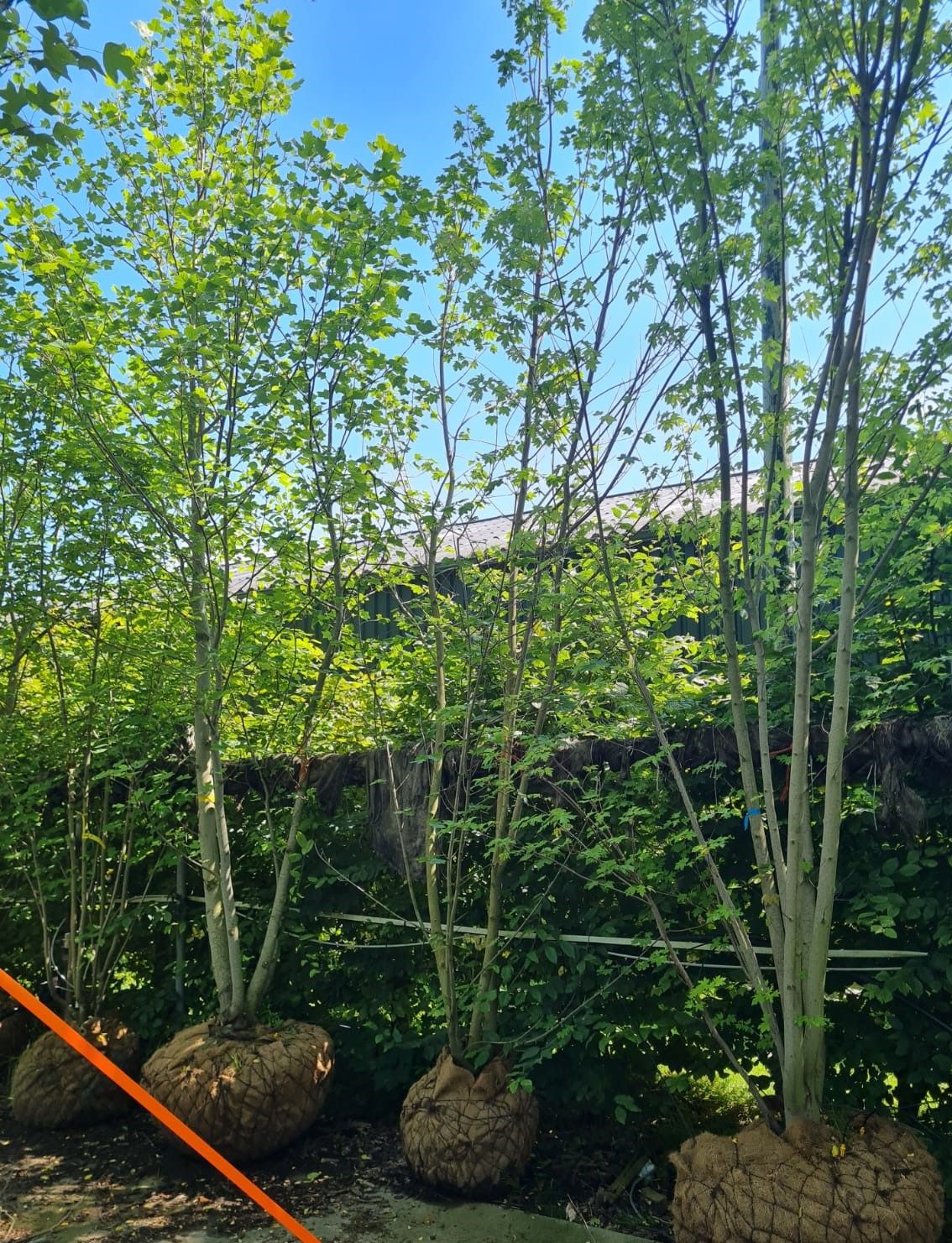 noorse-esdoorn-eurostar- Jonge Noorse esdoorn | Meerstammig