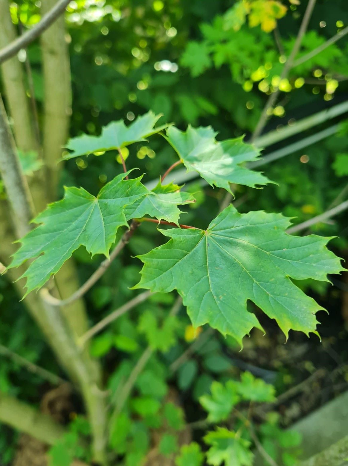 noorse-esdoorn-eurostar- Jonge Noorse esdoorn | Meerstammig