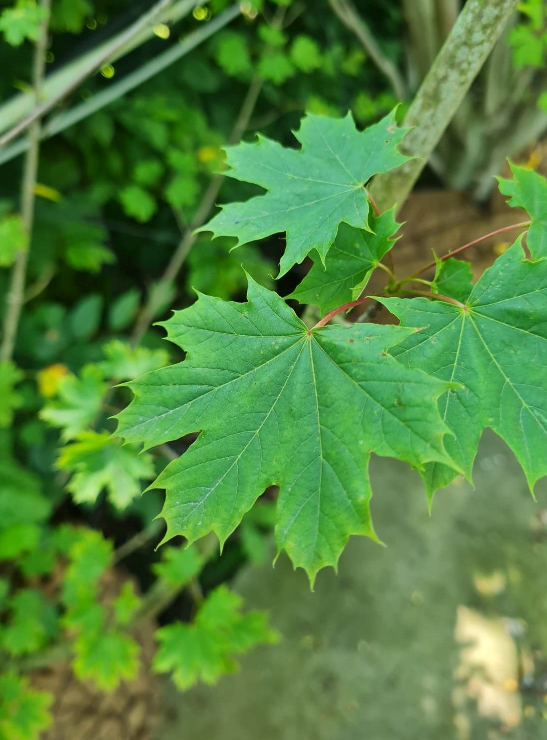 noorse-esdoorn-eurostar- Jonge Noorse esdoorn | Meerstammig