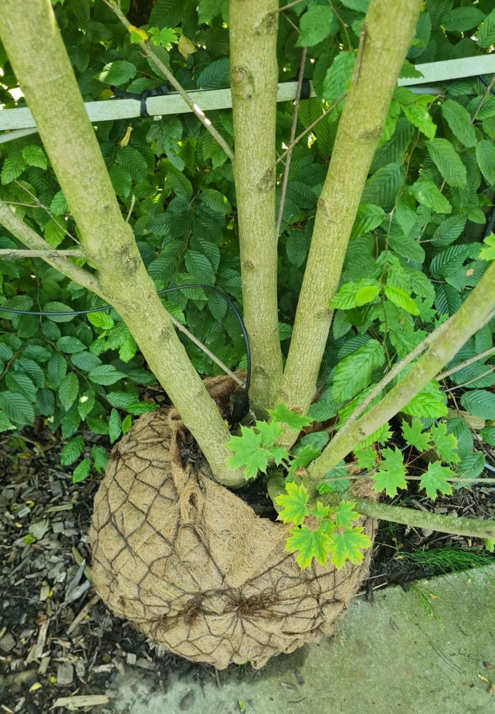 noorse-esdoorn-eurostar- Jonge Noorse esdoorn | Meerstammig