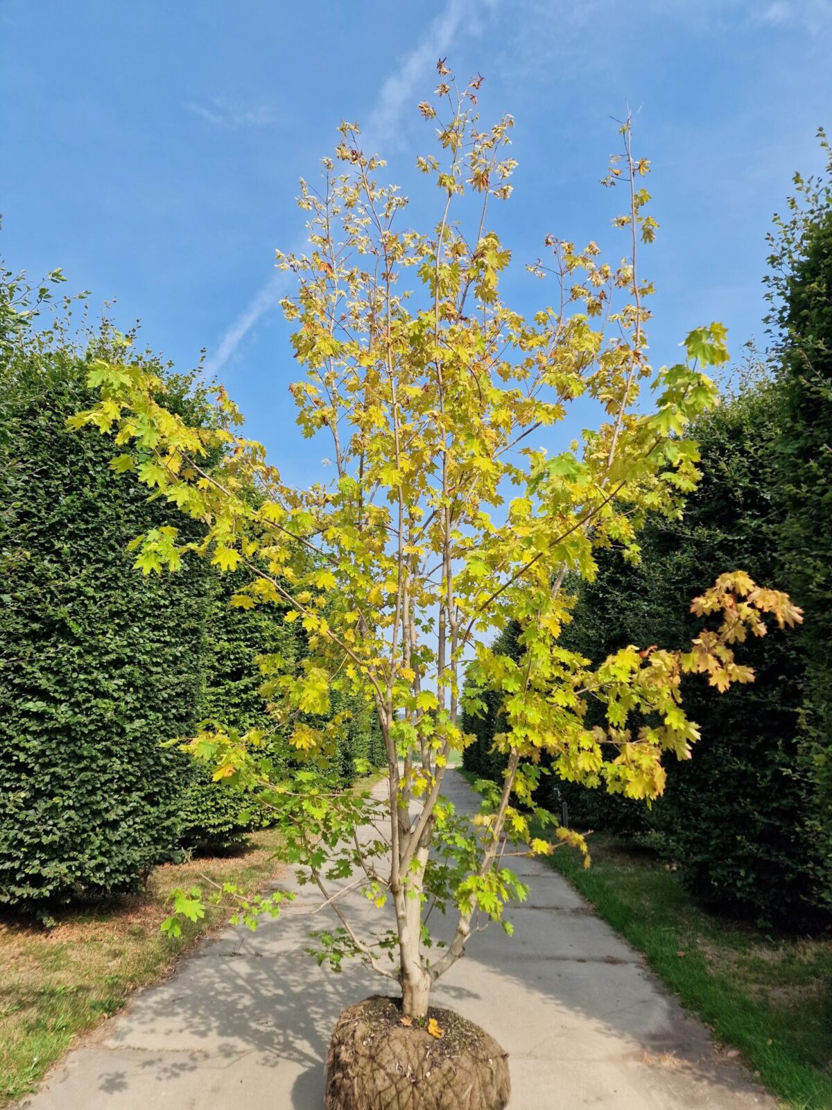 Noorse esdoorn | Meerstammig