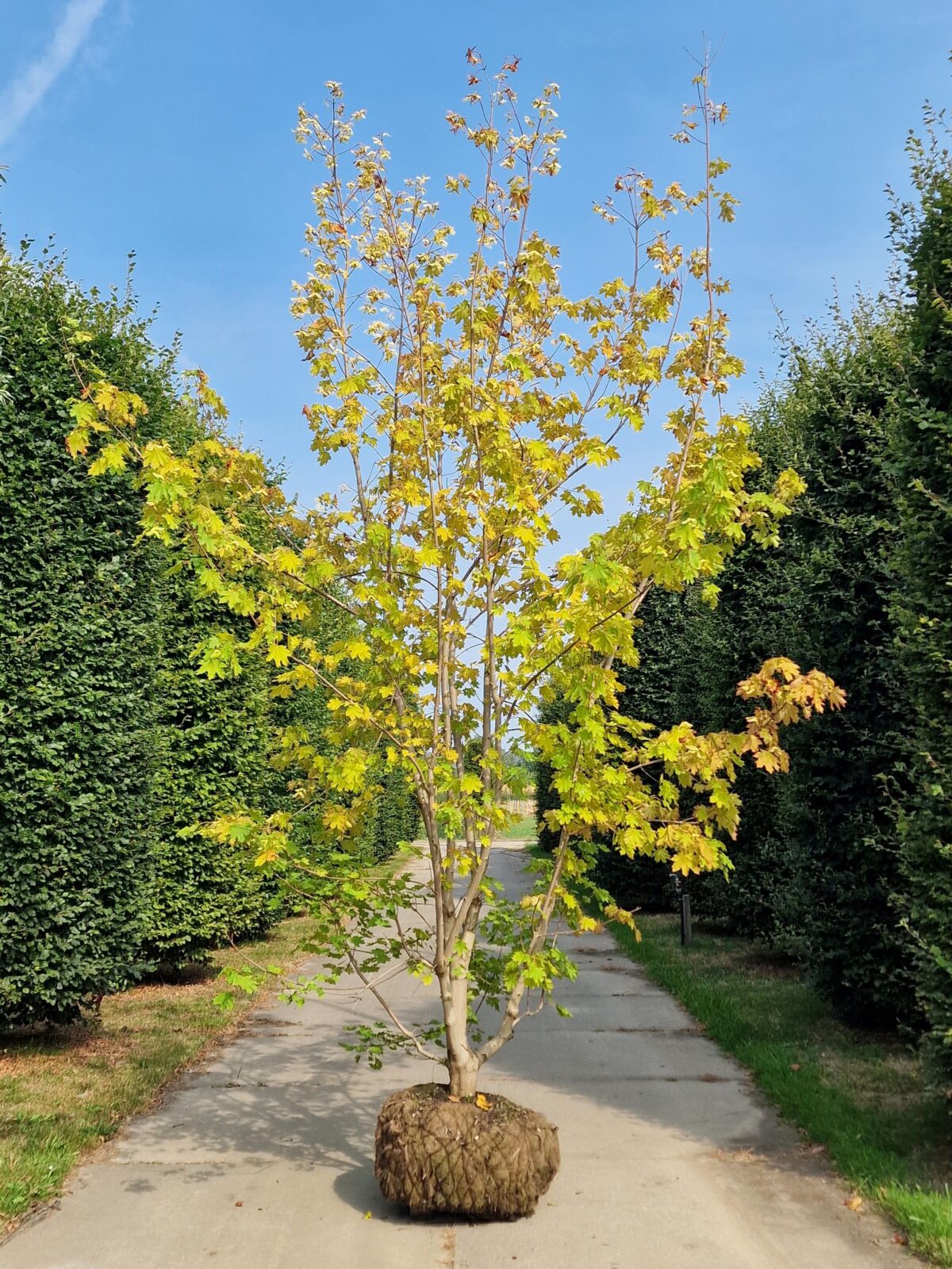 noorse-esdoorn-eurostar- Jonge Noorse esdoorn | Meerstammig