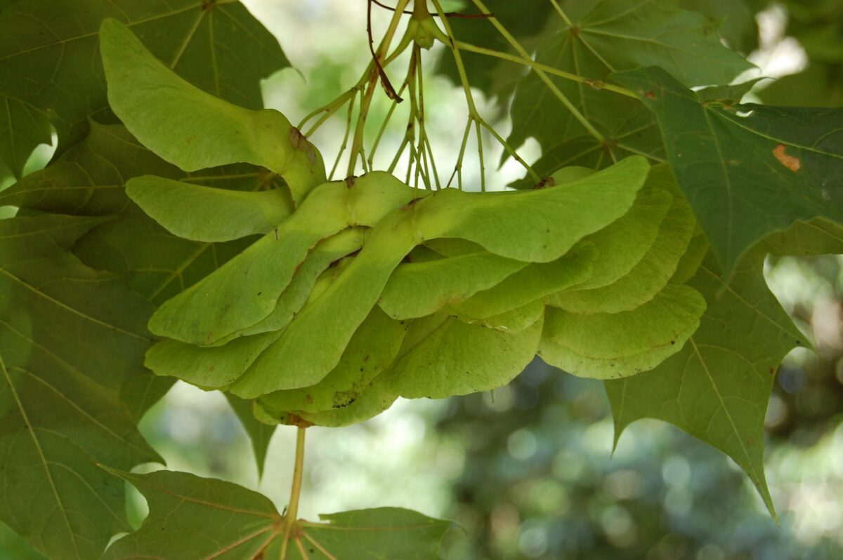 Jonge Noorse Esdoorn 'Eurostar' | Hoogstam