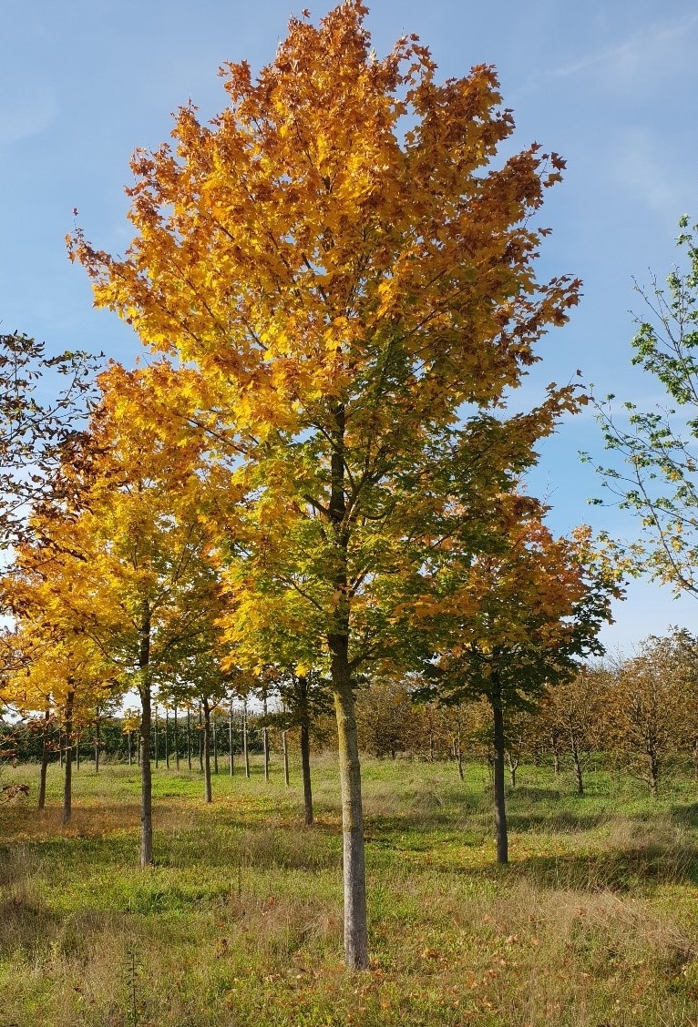 noorse-esdoorn-eurostar- Volwassen Noorse Esdoorn 'Eurostar' | Hoogstam
