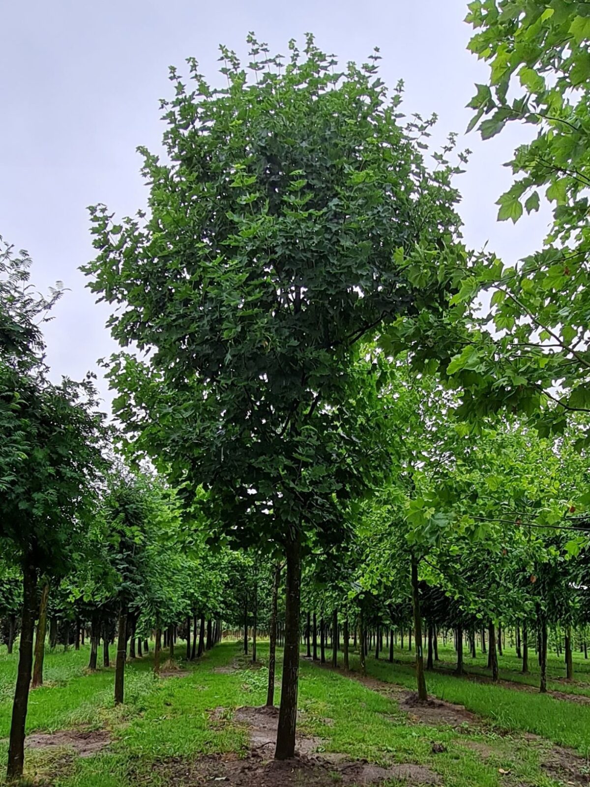 noorse-esdoorn-eurostar- Volwassen Noorse Esdoorn 'Eurostar' | Hoogstam