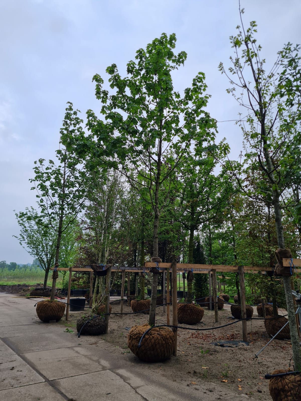 noorse-esdoorn-eurostar- Volwassen Noorse Esdoorn 'Eurostar' | Hoogstam