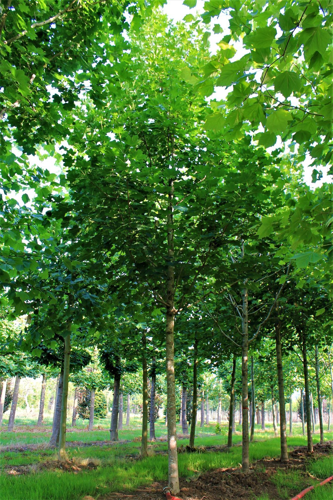 Jonge Noorse Esdoorn 'Eurostar' | Hoogstam