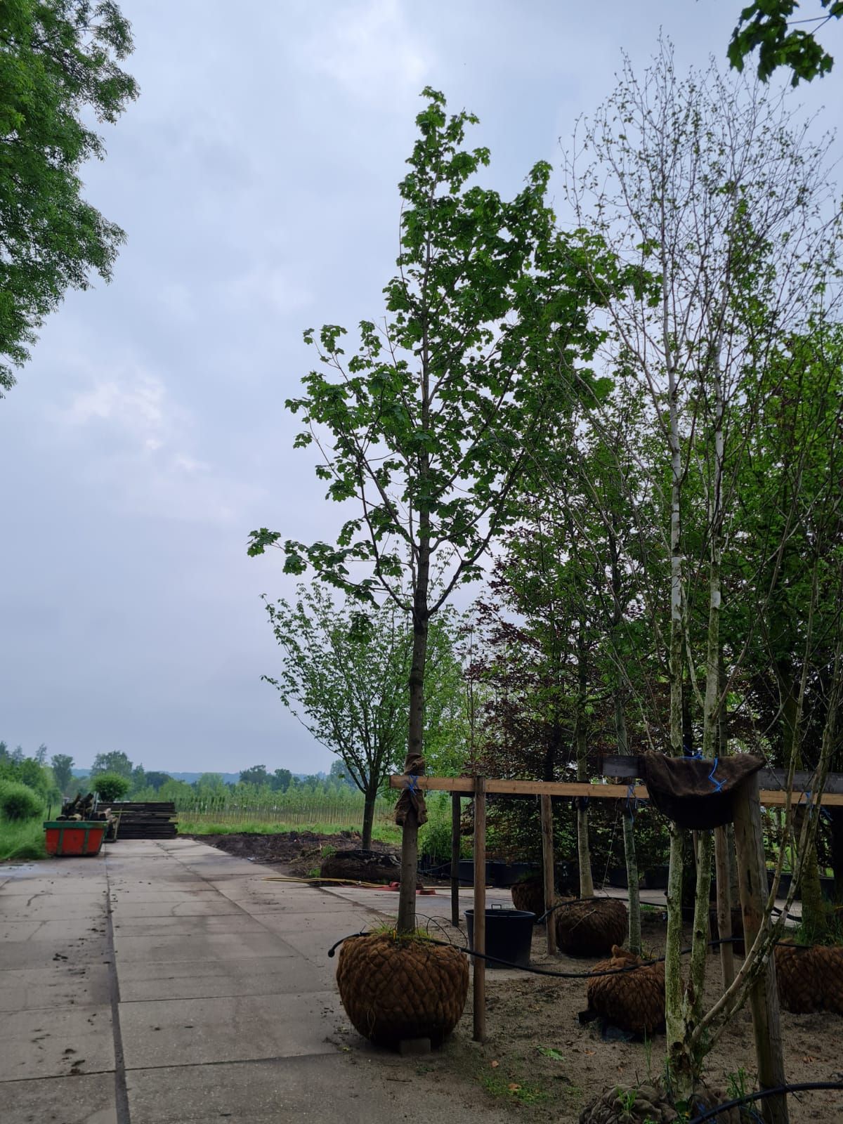 noorse-esdoorn-eurostar- Volwassen Noorse Esdoorn 'Eurostar' | Hoogstam