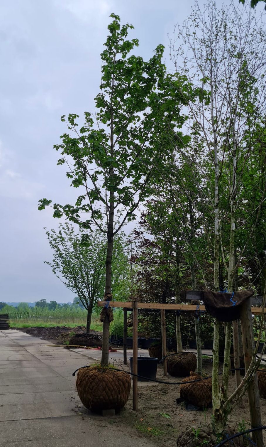 noorse-esdoorn-eurostar- Volwassen Noorse Esdoorn 'Eurostar' | Hoogstam