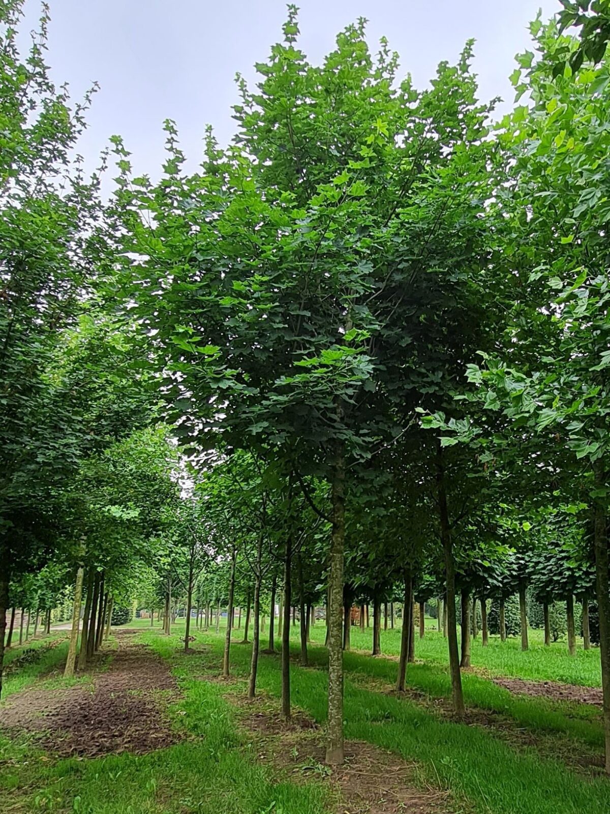 Jonge Noorse Esdoorn 'Eurostar' | Hoogstam