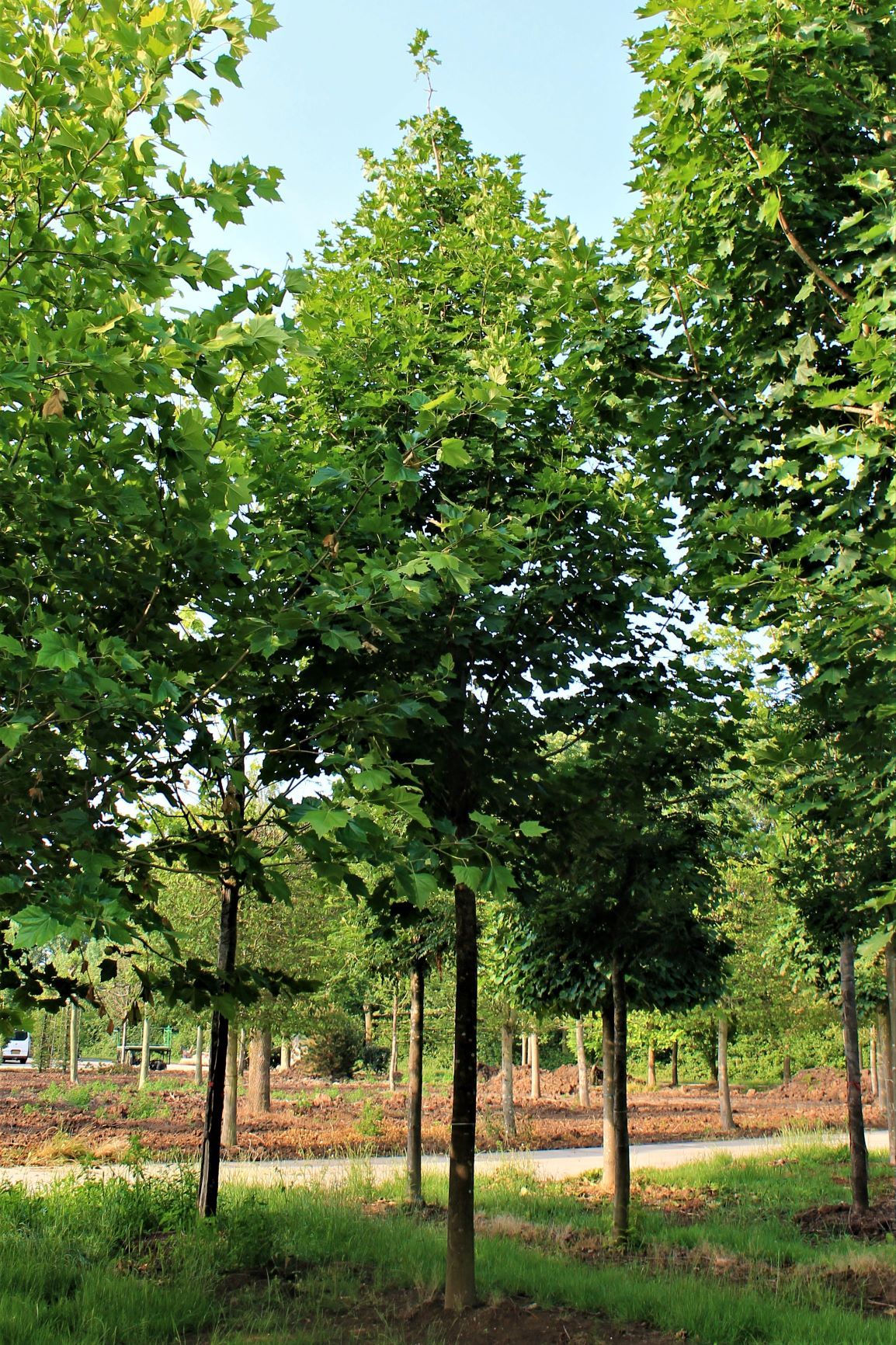 Jonge Noorse Esdoorn 'Eurostar' | Hoogstam