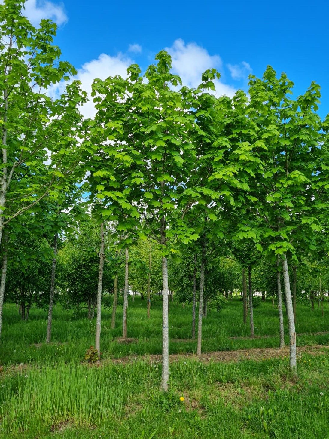 Jonge Noorse Esdoorn 'Eurostar' | Hoogstam