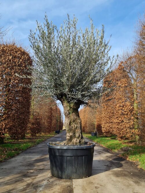 olijfboom- Noorse Esdoorn 'Eurostar' | Hoogstam