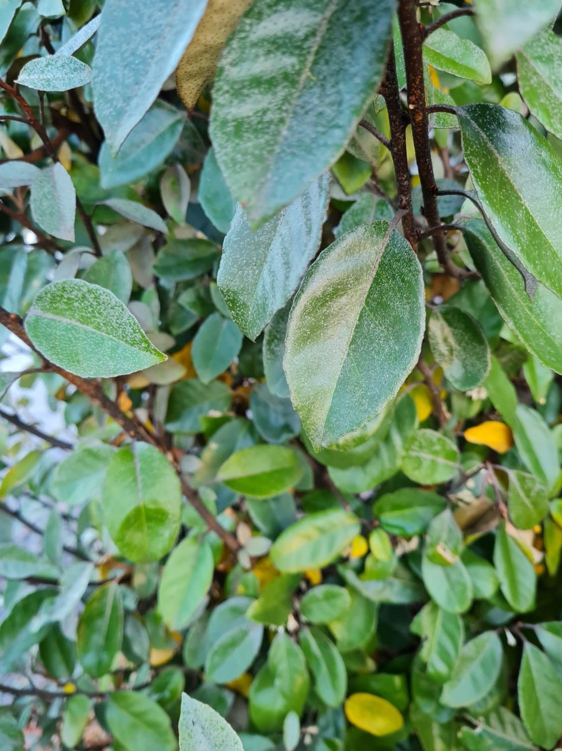 Jonge Olijfwilg | Struikvorm