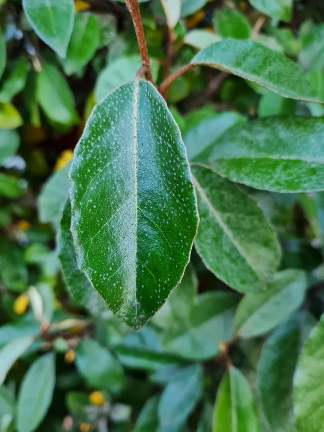Jonge Olijfwilg | Struikvorm