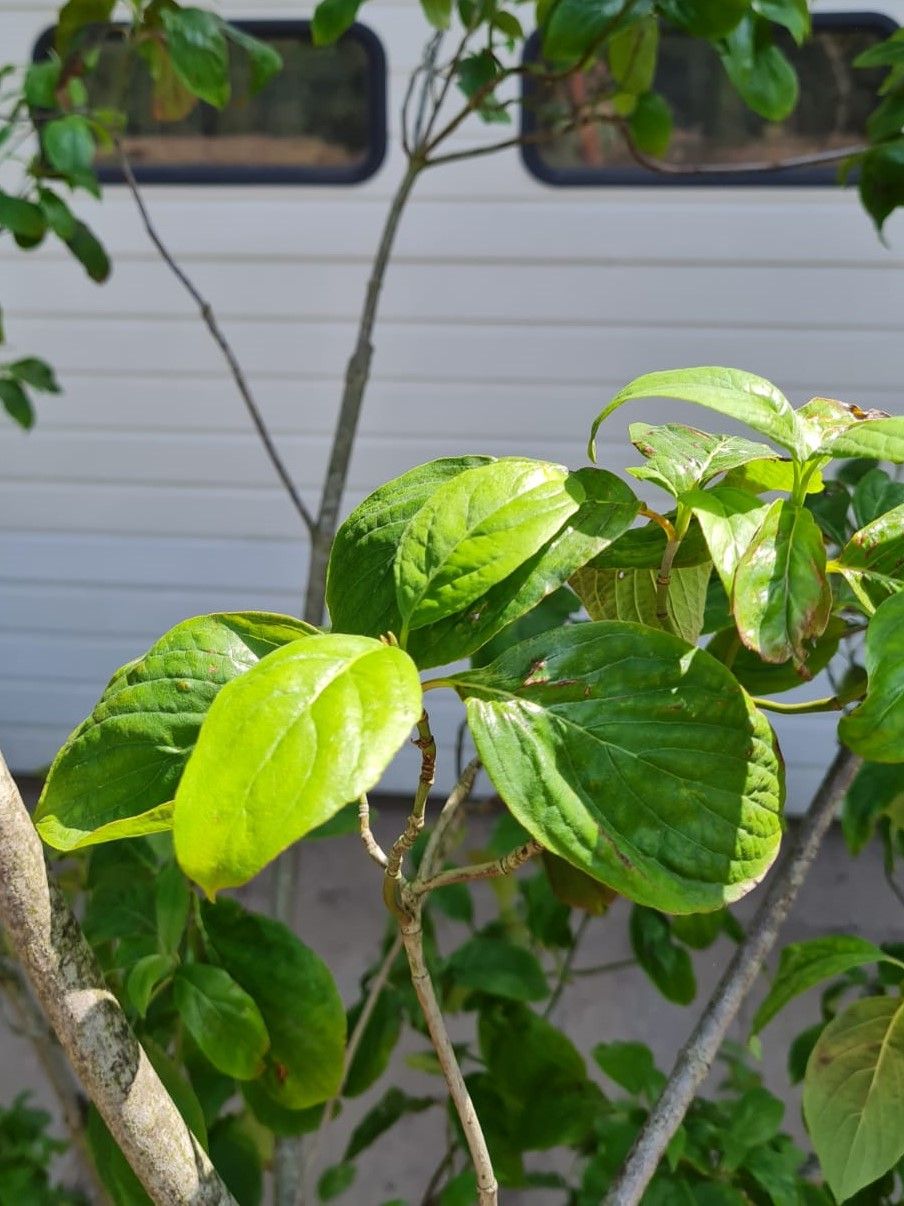 oost-amerikaanse-kornoelje Jonge Oost Amerikaanse kornoelje | Meerstammig