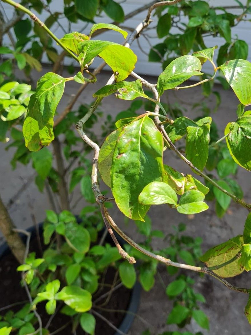 oost-amerikaanse-kornoelje Jonge Oost Amerikaanse kornoelje | Meerstammig