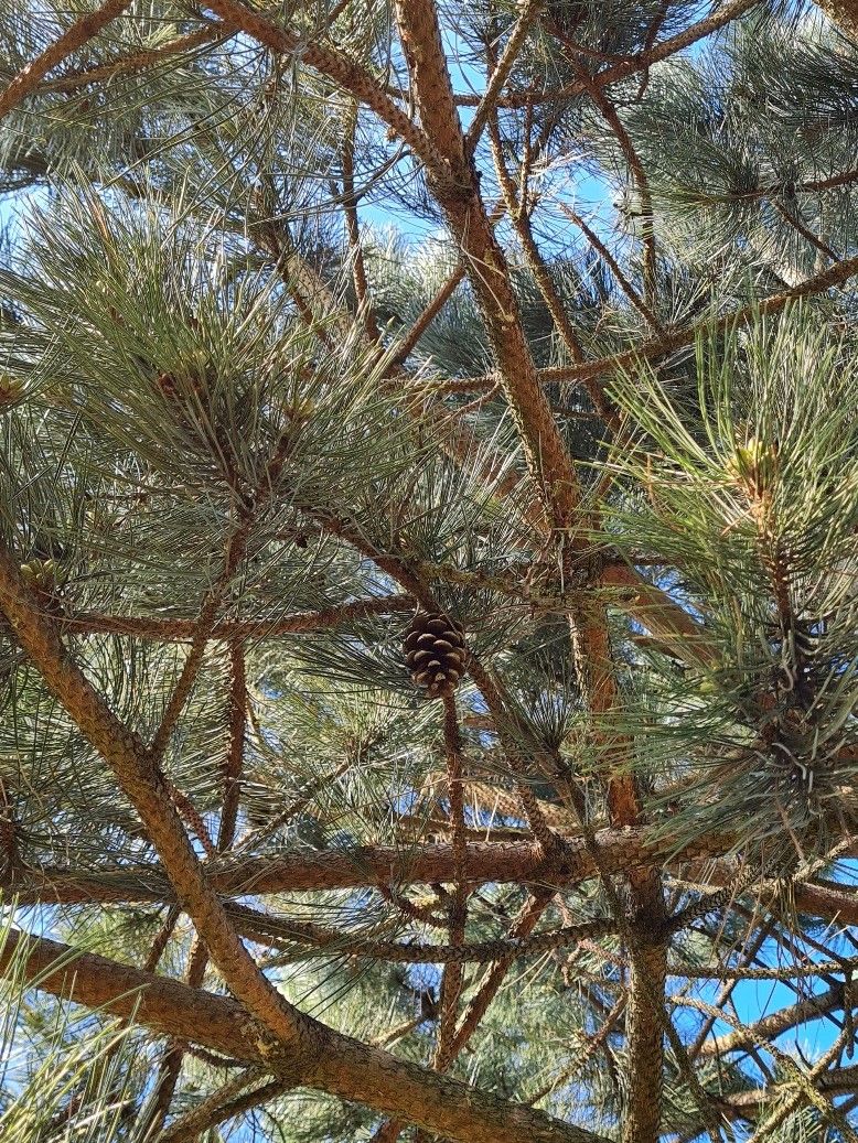 Volwassen Oostenrijkse den | Hoogstam