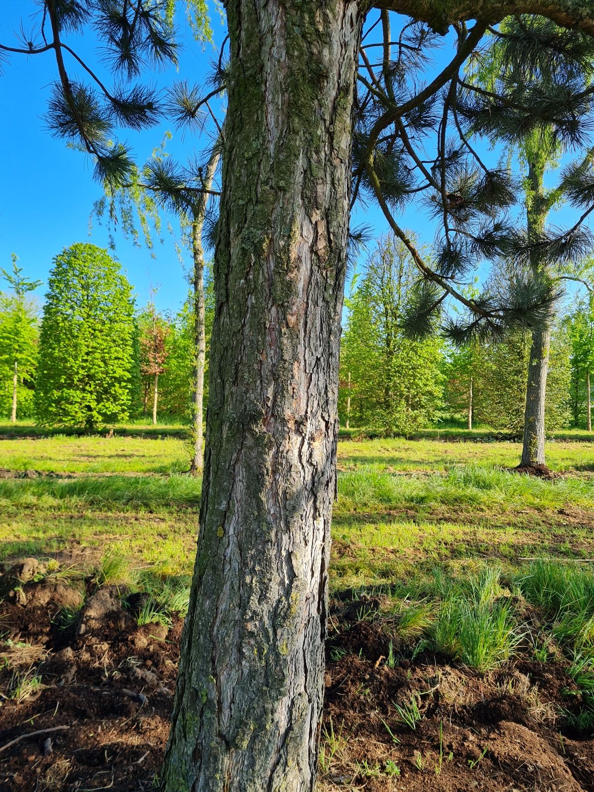 Volwassen Oostenrijkse den | Hoogstam