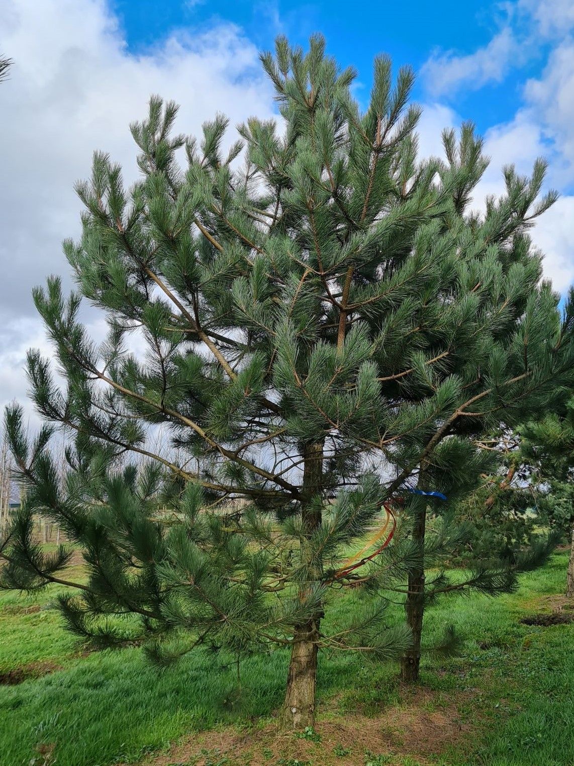 oostenrijkse-den Volwassen Oostenrijkse den | Laagstam
