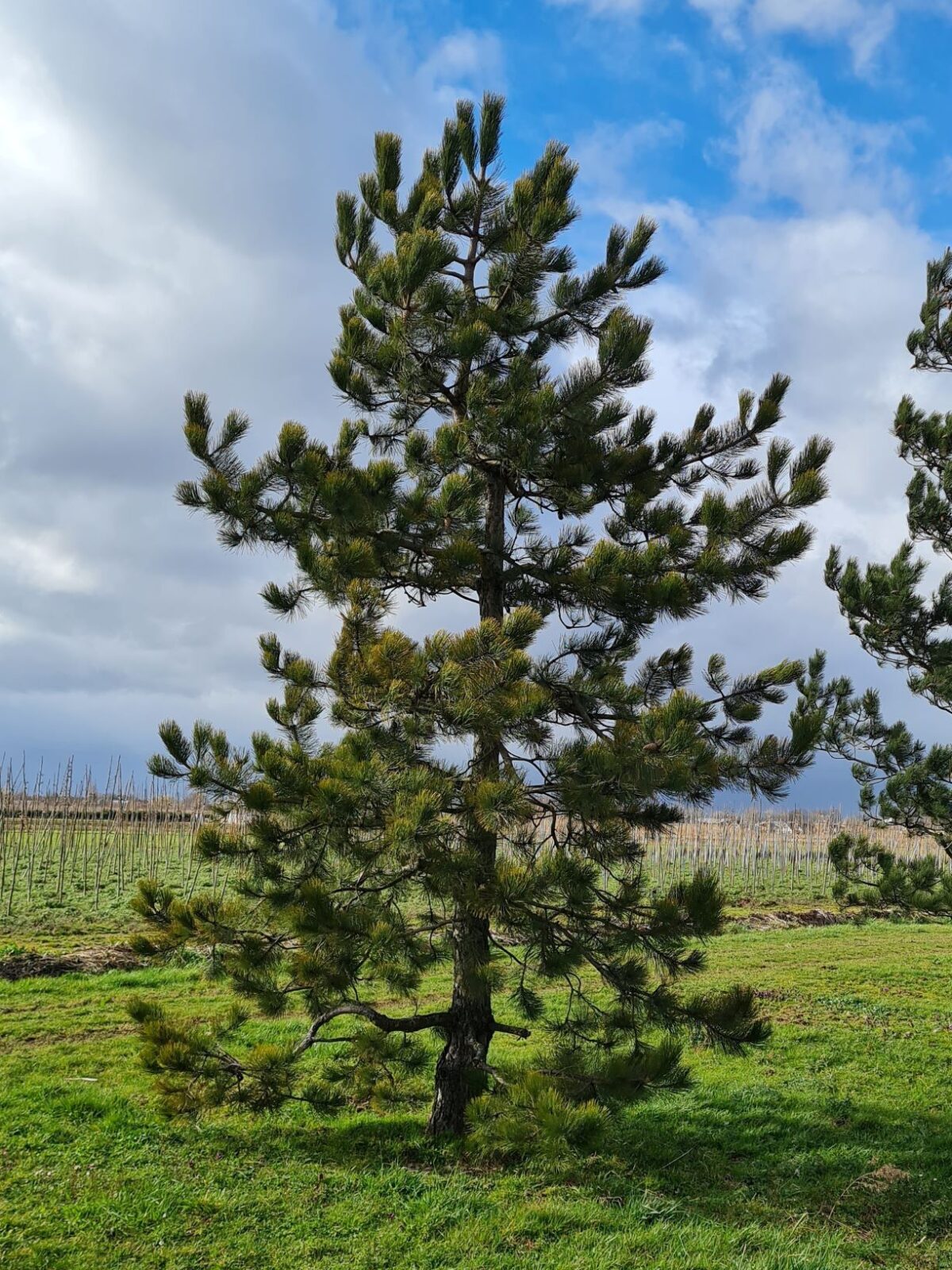 oostenrijkse-den Volwassen Oostenrijkse den | Laagstam