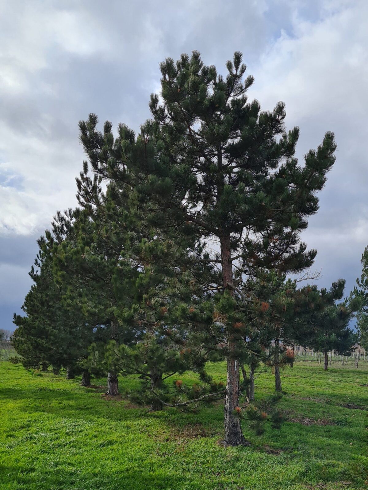 Oostenrijkse den | Laagstam