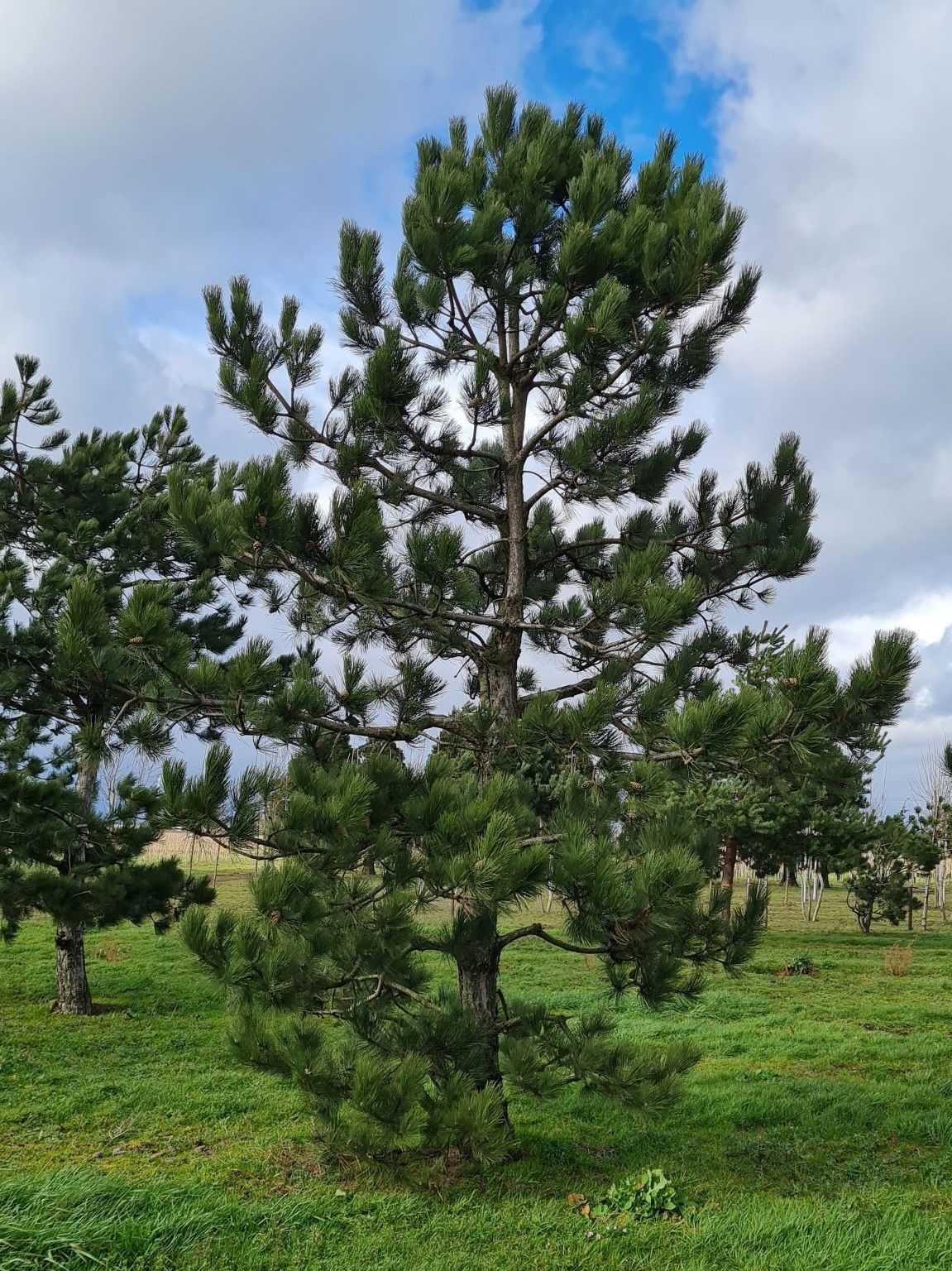 Volwassen Oostenrijkse den | Laagstam