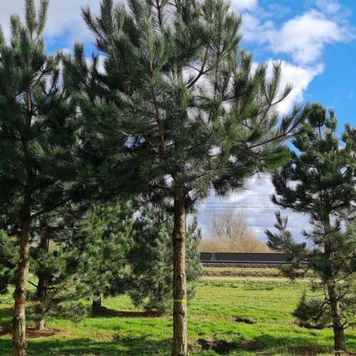 Volwassen Oostenrijkse den | Hoogstam