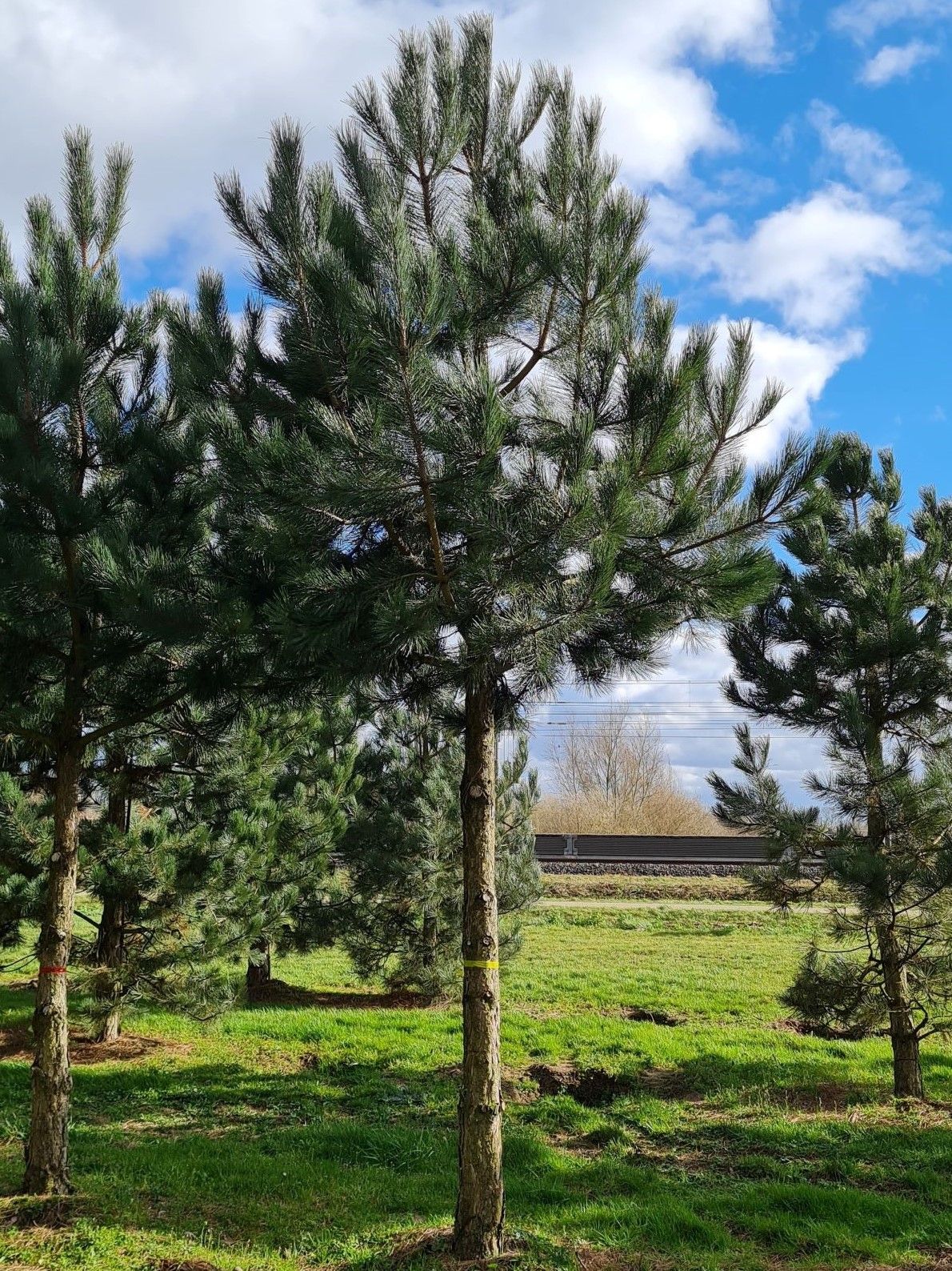 Volwassen Oostenrijkse den | Hoogstam