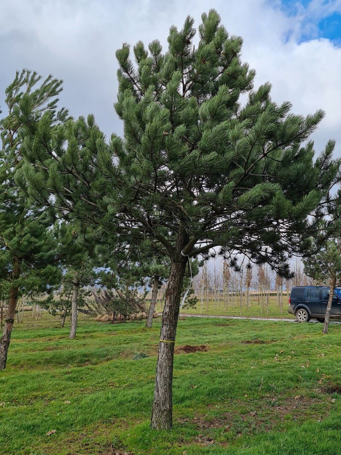 Volwassen Oostenrijkse den | Hoogstam