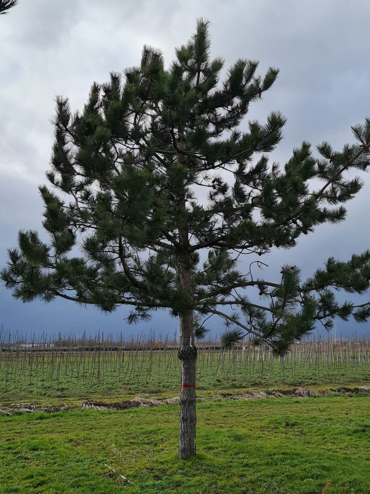 Volwassen Oostenrijkse den | Hoogstam