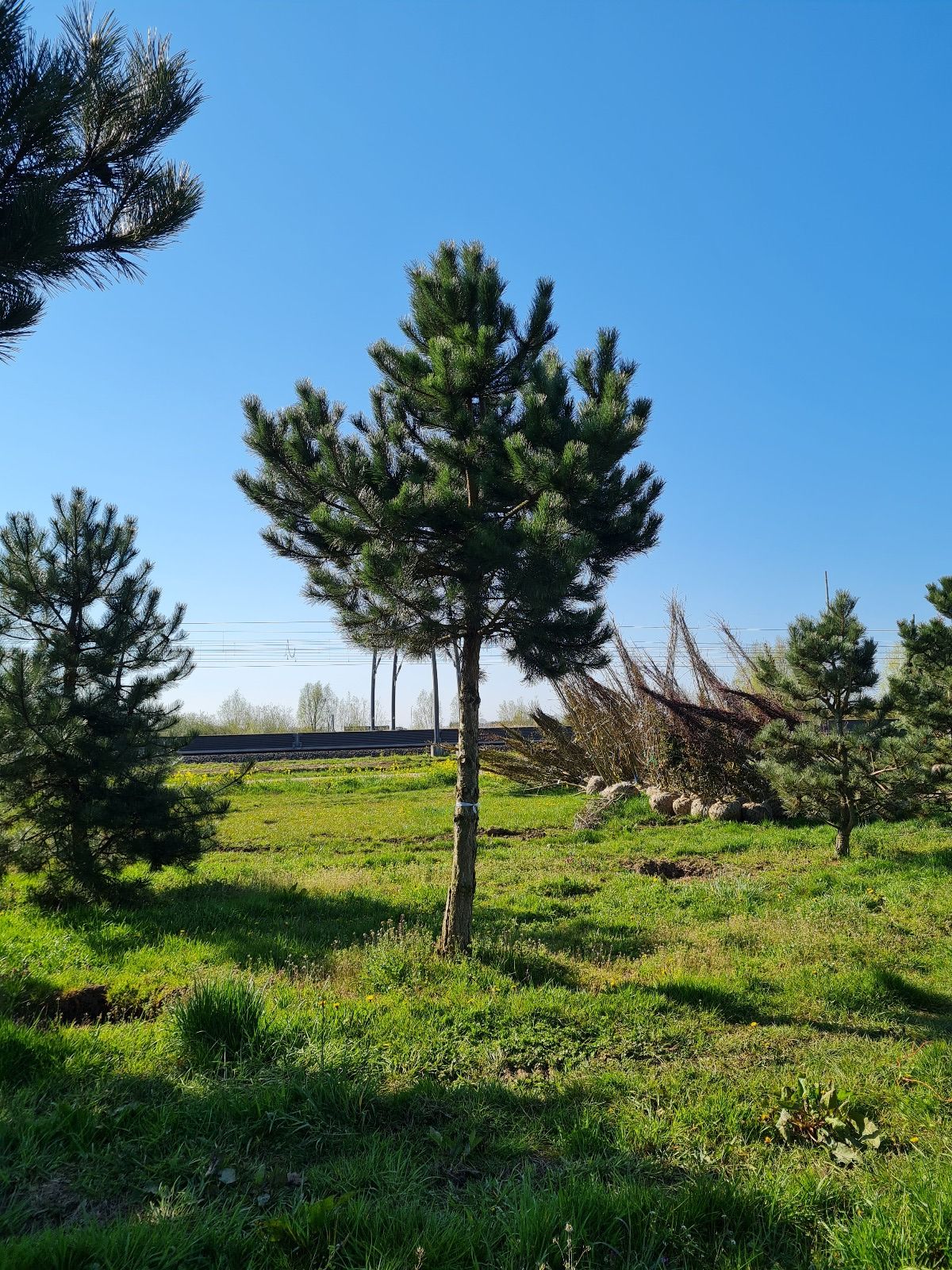 Volwassen Oostenrijkse den | Hoogstam