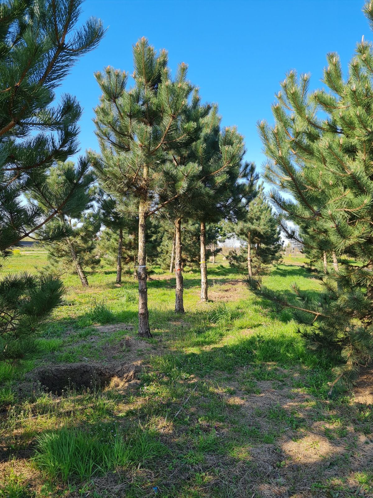 Volwassen Oostenrijkse den | Hoogstam