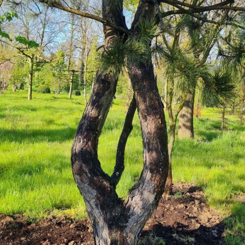 Volwassen Oostenrijkse den | Meerstammig
