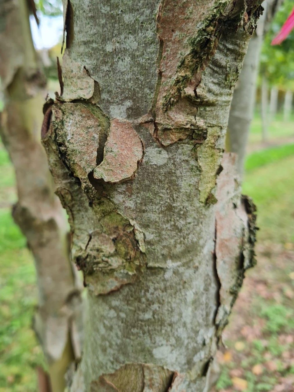 oosterse-plataan Oosterse plataan | Meerstammig
