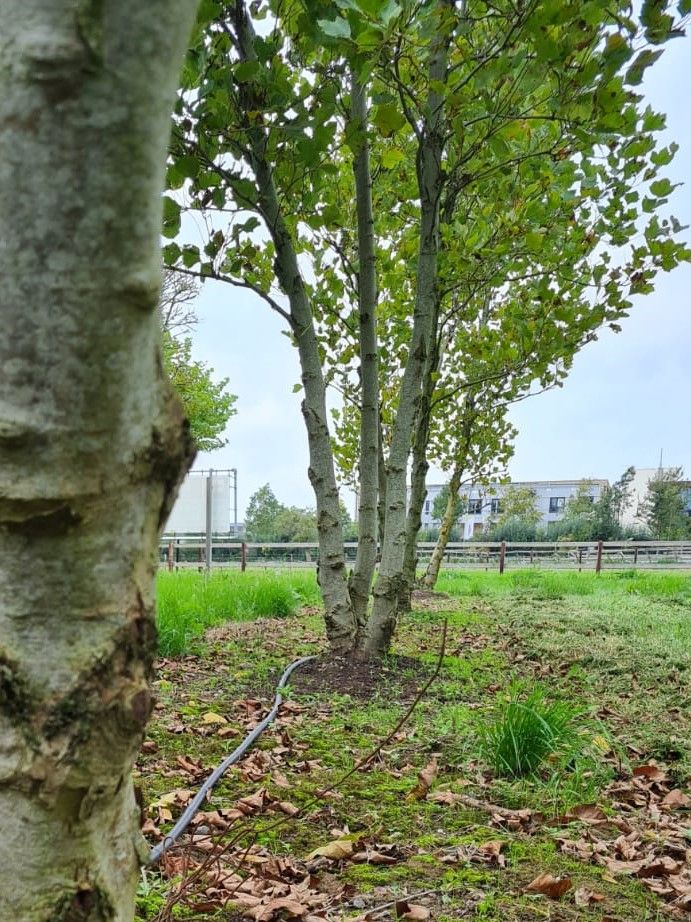 oosterse-plataan Oosterse plataan | Meerstammig