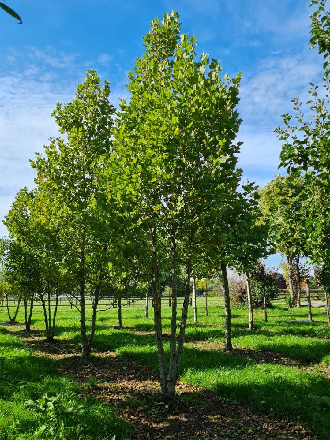 oosterse-plataan Oosterse plataan | Meerstammig