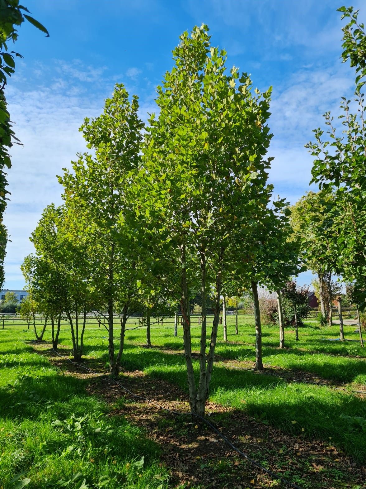 oosterse-plataan Oosterse plataan | Meerstammig