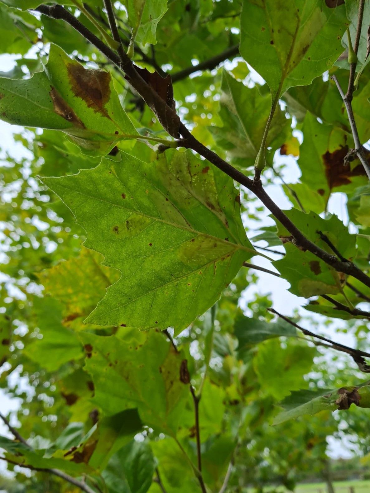 oosterse-plataan Oosterse plataan | Meerstammig