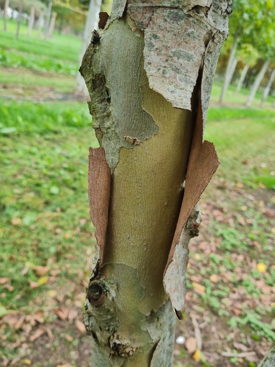 oosterse-plataan Oosterse plataan | Meerstammig