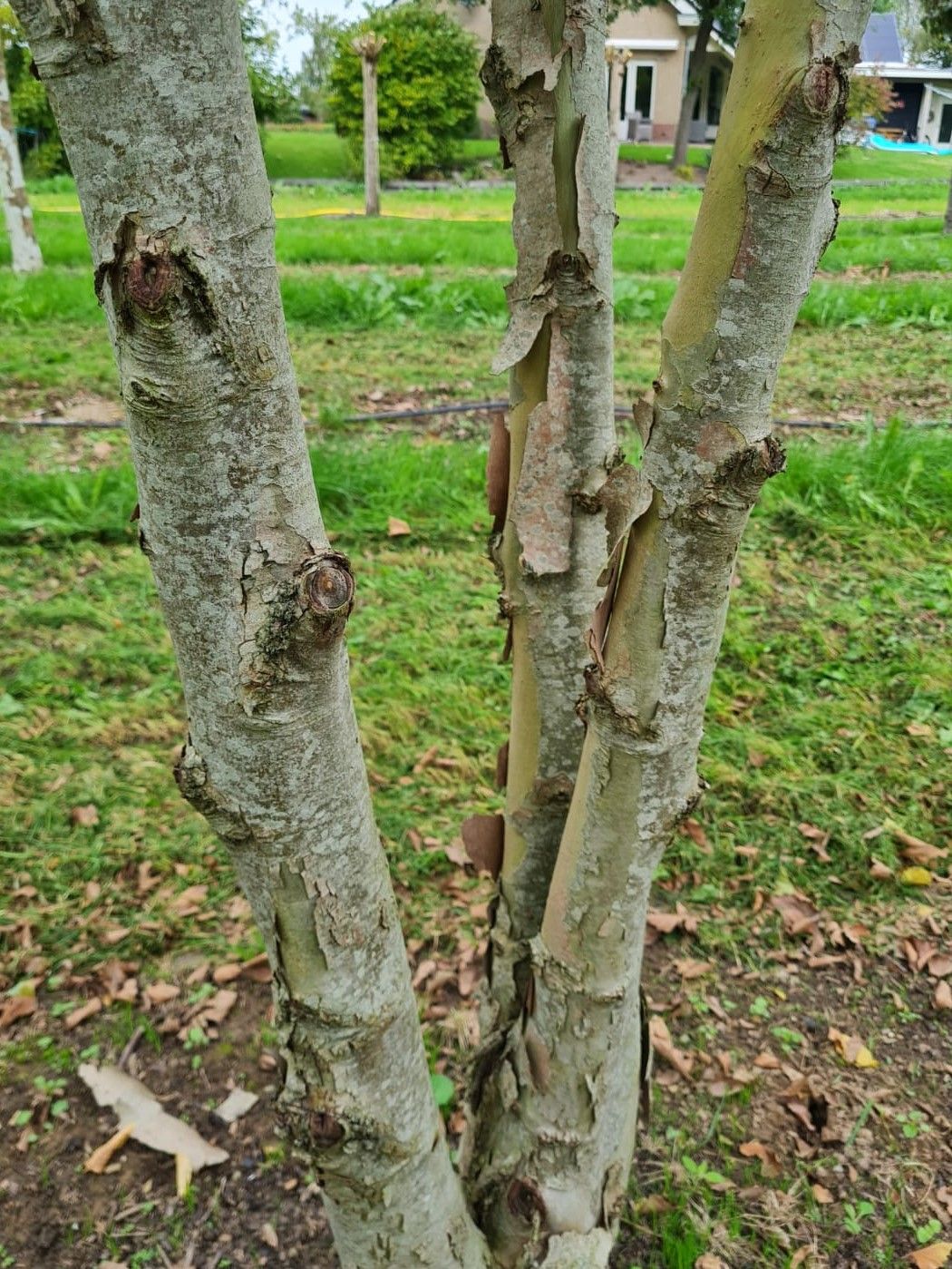 oosterse-plataan Oosterse plataan | Meerstammig