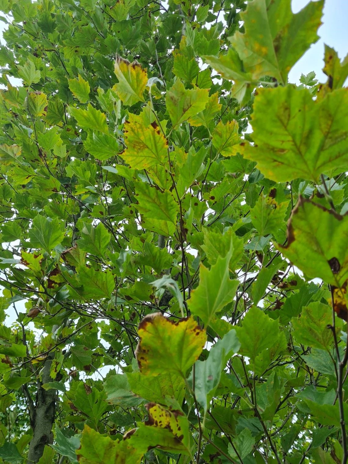 oosterse-plataan Oosterse plataan | Meerstammig