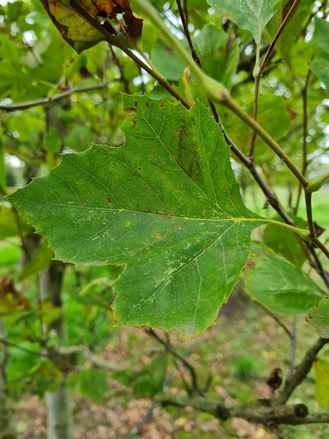 oosterse-plataan Oosterse plataan | Meerstammig