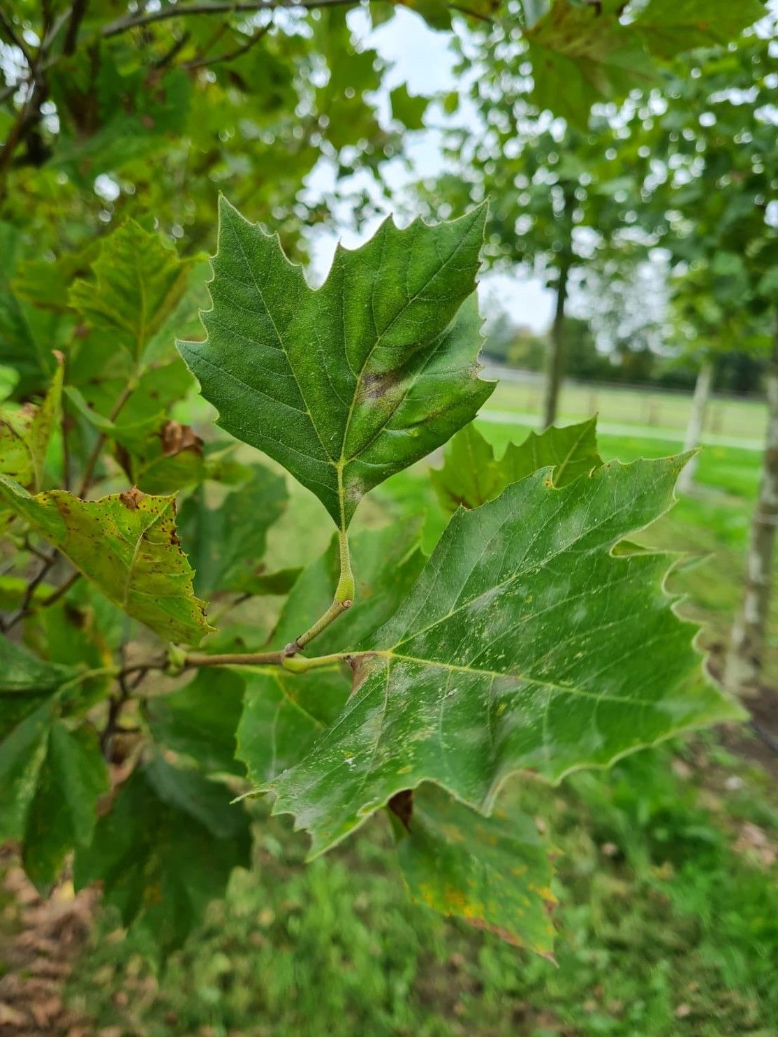 oosterse-plataan Oosterse plataan | Meerstammig