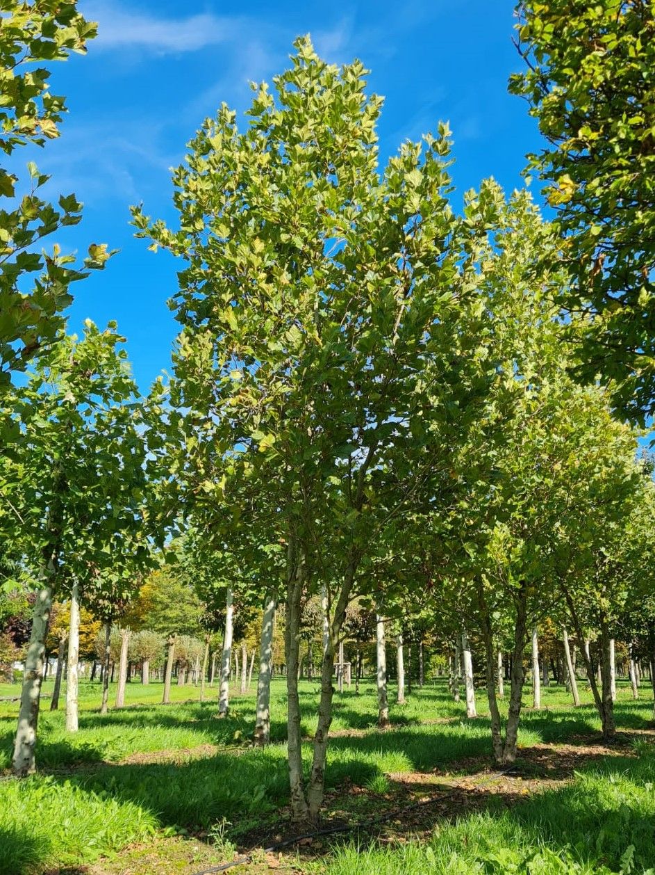 oosterse-plataan Oosterse plataan | Meerstammig