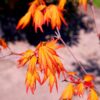 Jonge Japanse esdoorn 'Orange dream' | Meerstammig